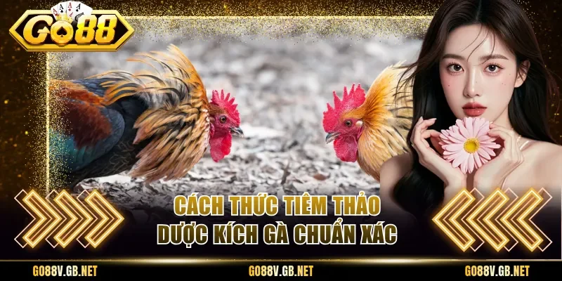 Cách thức tiêm thảo dược kích gà chuẩn xác