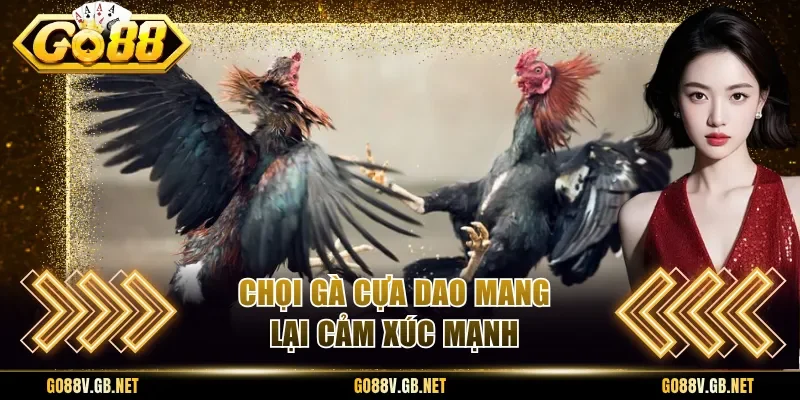 Chọi gà cựa dao mang lại cảm xúc mạnh