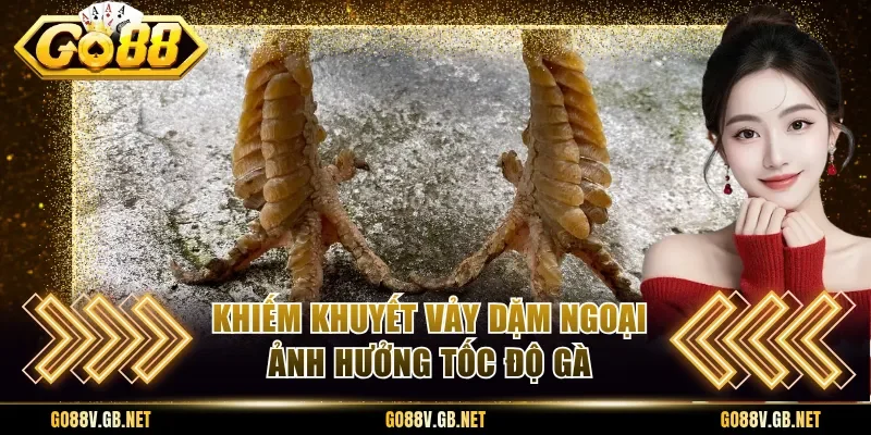 Khiếm khuyết vảy dặm ngoại ảnh hưởng tốc độ gà