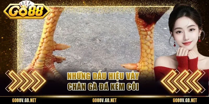 Những dấu hiệu vảy chân gà đá kém cỏi
