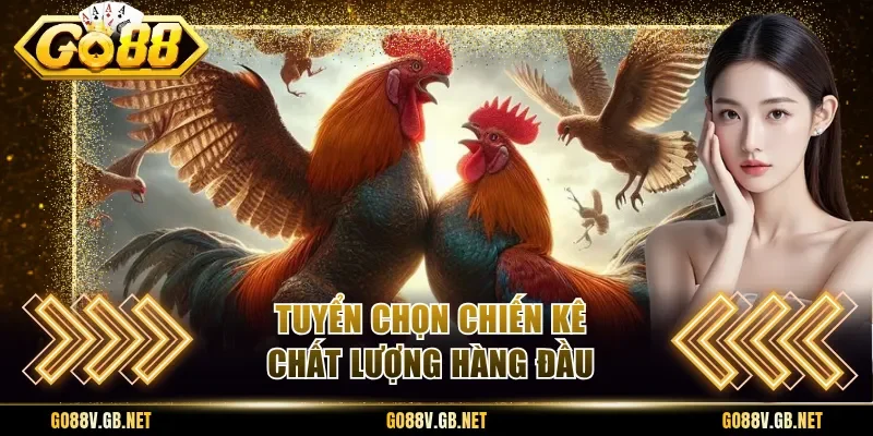 Tuyển chọn chiến kê chất lượng hàng đầu